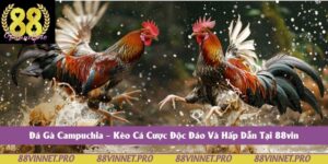 Đá Gà Campuchia – Kèo Cá Cược Độc Đáo Và Hấp Dẫn Tại 88vin