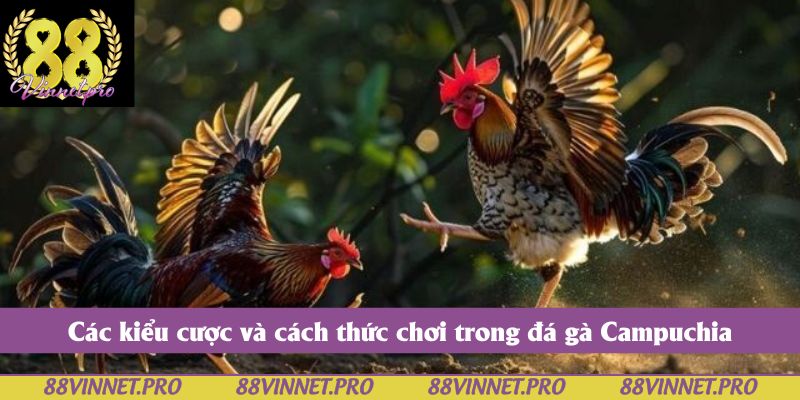 Các kiểu cược và cách thức chơi trong đá gà Campuchia