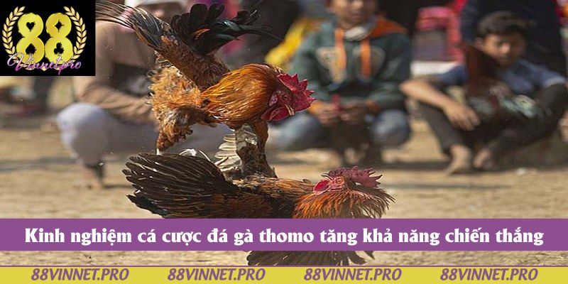 Kinh nghiệm cá cược đá gà thomo tăng khả năng chiến thắng