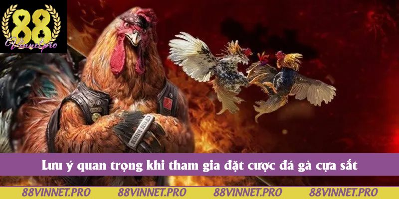 Lưu ý quan trọng khi tham gia đặt cược đá gà cựa sắt