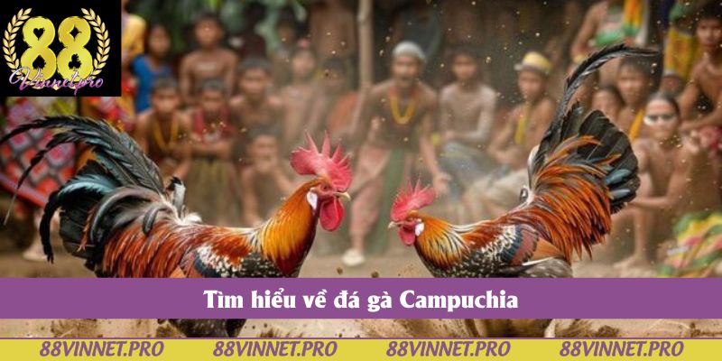 Tìm hiểu về đá gà Campuchia
