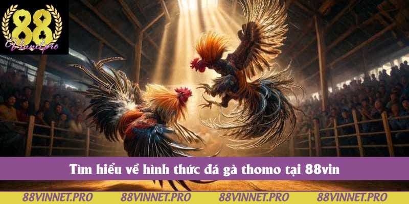 Tìm hiểu về hình thức đá gà thomo tại 88vin