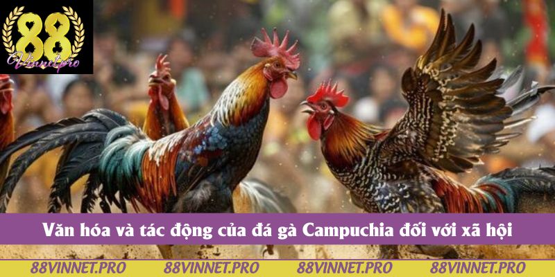 Văn hóa và tác động của đá gà Campuchia đối với xã hội